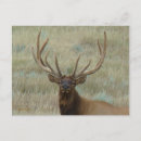 Search for trophy horizontal postcards Hunting