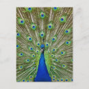 Search for peacock feathers postcards Birds