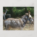 Recherche de ânes photographie Animaux de ferme