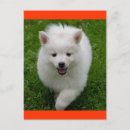 Recherche de eskie cartes postales Chiot
