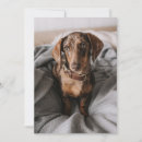 Search for dapple cards Dog