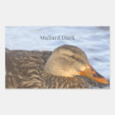 Search for birdwatcher stickers Photography