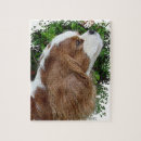 Search for cavalier king charles spaniel puzzles Animal