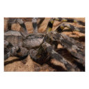 Search for tarantulas art Arachnid