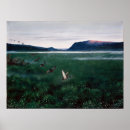 Search for wild duck posters Nature