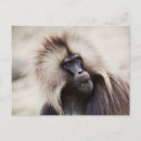 Recherche de babouins cartes postales Animal