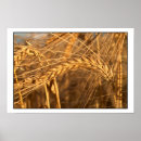 Search for corn field posters Autumn