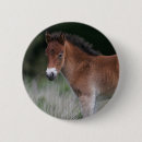 Search for ponys buttons Foal