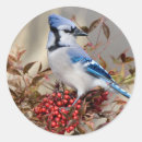 Search for backyard bird stickers Blue jay