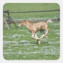 Search for running horses stickers Wildlife