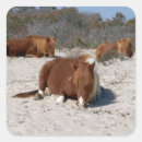 Search for wild ponies stickers Nature