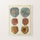 Recherche de sable puzzles Coquille
