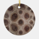 Search for stone ornaments Fossil