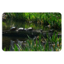 Search for turtle image magnets Photography