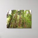 Search for muir woods art Redwood
