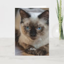 Search for ragdoll cat cards Cute