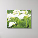 Search for white lily canvas prints Nature