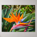 Recherche de grue art Orange