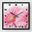 Recherche de gerbera rose horloges Marguerite