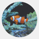 Search for clown fish stickers Sea
