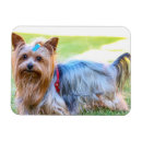 Recherche de yorkshire terrier magnets Mignon