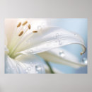 Search for lilium posters Flower