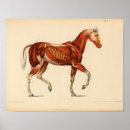 Search for pferd art Equine