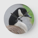 Search for goose clocks Waterfowl