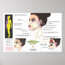 Search for sinus posters Diagram