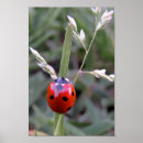 Search for lady beetles art Insect