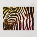 Search for black and white zebra postcards Wild