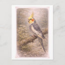 Recherche de cockatiel cartes postales Perroquet