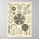 Recherche de diatomées Haeckel