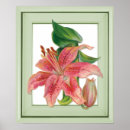 Recherche de stargazer lily posters Floral