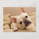 Search for cute postcards Pet