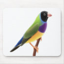 Search for finches mousepads Gouldian finch