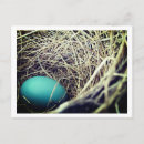 Search for robin egg postcards Photography
