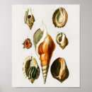 Recherche de et escargot posters Mollusque