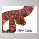 Recherche de reptiles posters Eau