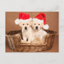 Recherche de yellow lab christmas cards Cute