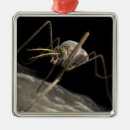 Search for biting ornaments Animal