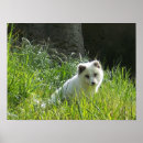 Recherche de arctique posters Animaux