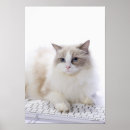 Search for keyboard cat posters Cats