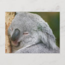 Search for pretty bear postcards Animals