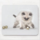 Recherche de chaton ragdoll tapis souris Mignon