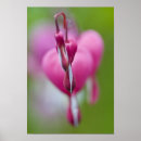 Search for bleeding heart posters Pink