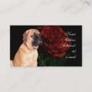 Recherche de mini mastiff Animal familier