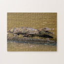Search for crocodile puzzles Wildlife