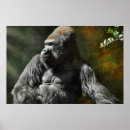 Search for silverback gorilla posters Apes