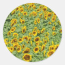 Search for crops stickers Sunflower